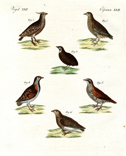 Different kinds of quails de German School, (19th century)