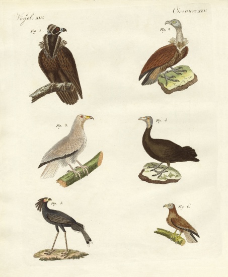 Different kinds of raptors de German School, (19th century)