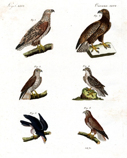 Different kinds of raptors de German School, (19th century)