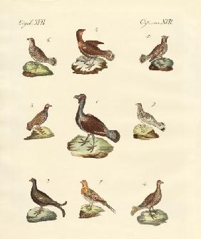 Different kinds of woodhens