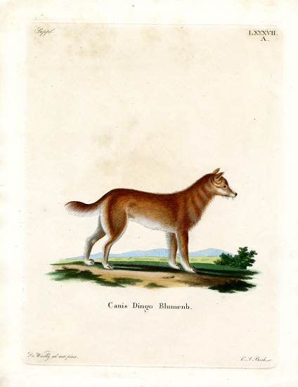Dingo de German School, (19th century)