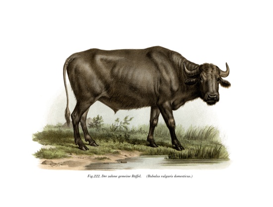 Domestic Buffalo de German School, (19th century)