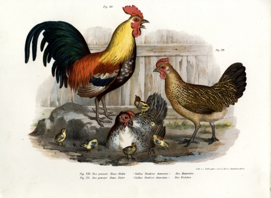 Domestic Fowl de German School, (19th century)