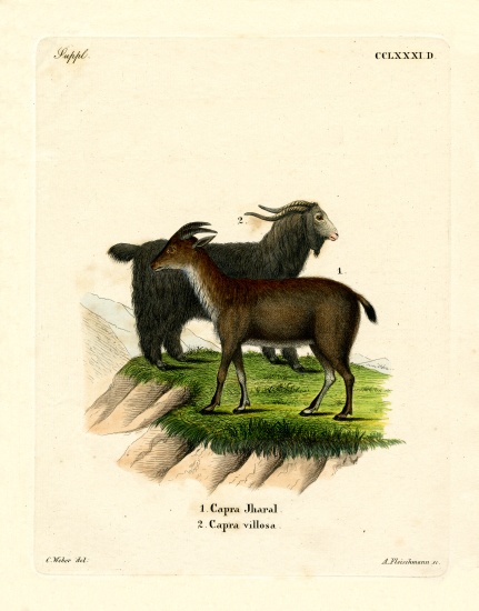Domestic Goat de German School, (19th century)