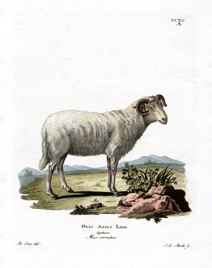 Domestic Sheep de German School, (19th century)