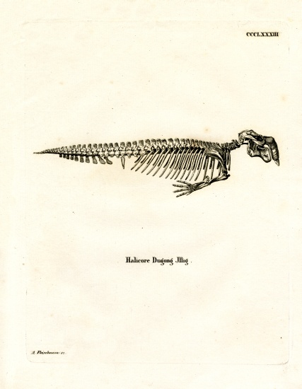 Dugong Skeleton de German School, (19th century)