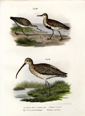 Dunlin