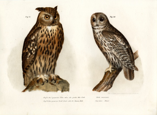 Eagle Owl de German School, (19th century)