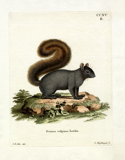Eastern Fox Squirrel de German School, (19th century)