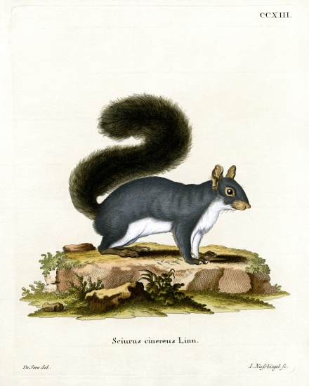 Eastern Gray Squirrel de German School, (19th century)