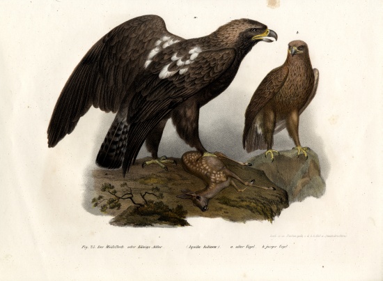 Eastern Imperial Eagle de German School, (19th century)