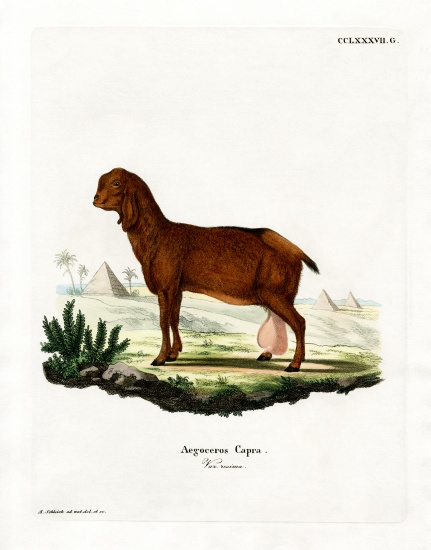 Egyptian Goat de German School, (19th century)