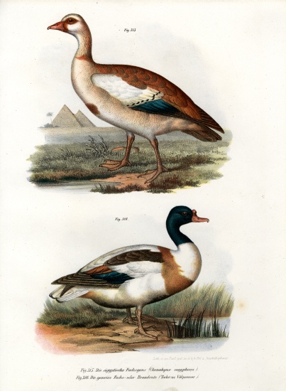 Egyptian Goose de German School, (19th century)