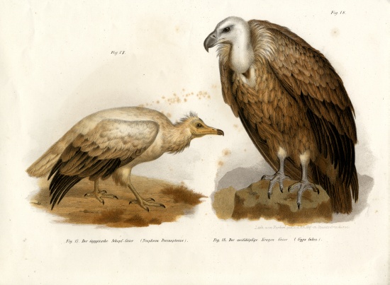 Egyptian Vulture de German School, (19th century)