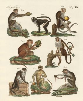 Eight kinds of guenon
