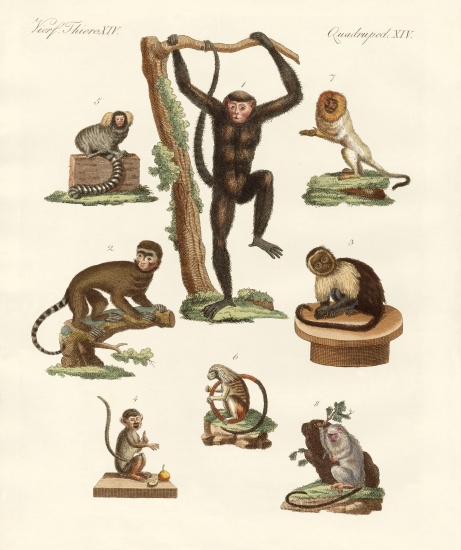 Eight kinds of monkeys de German School, (19th century)