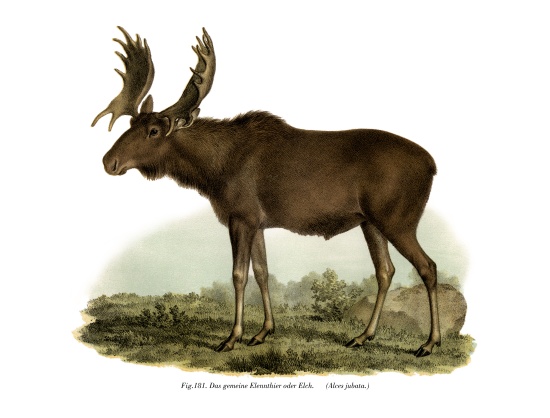 Elk de German School, (19th century)