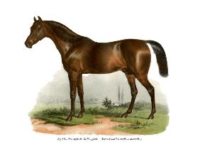 English Thoroughbred Horse