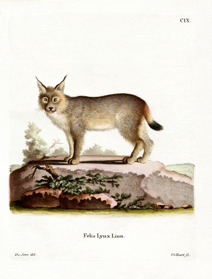 Eurasian Lynx de German School, (19th century)
