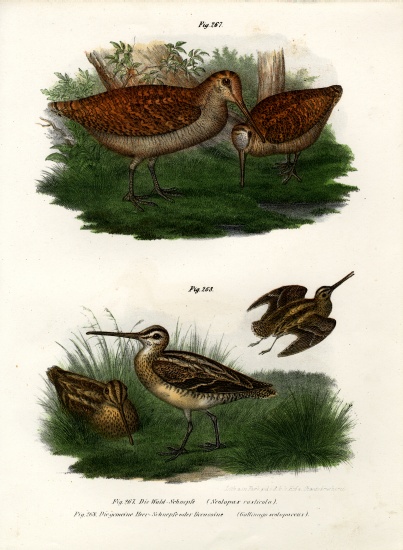 Eurasian Woodcock de German School, (19th century)