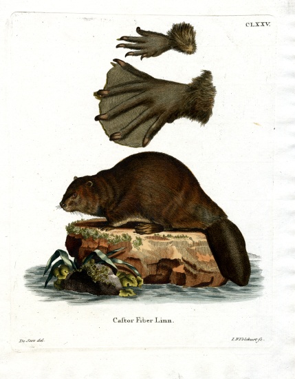 European Beaver de German School, (19th century)