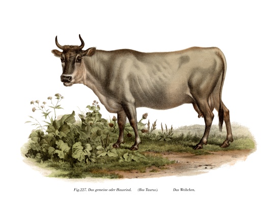 European cattle de German School, (19th century)