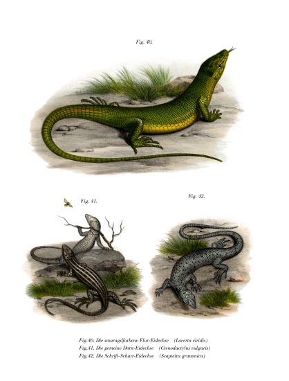 European Green Lizard de German School, (19th century)