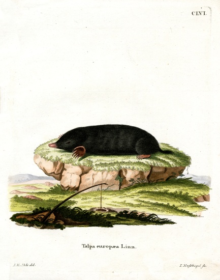 European Mole de German School, (19th century)