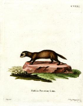 European Polecat