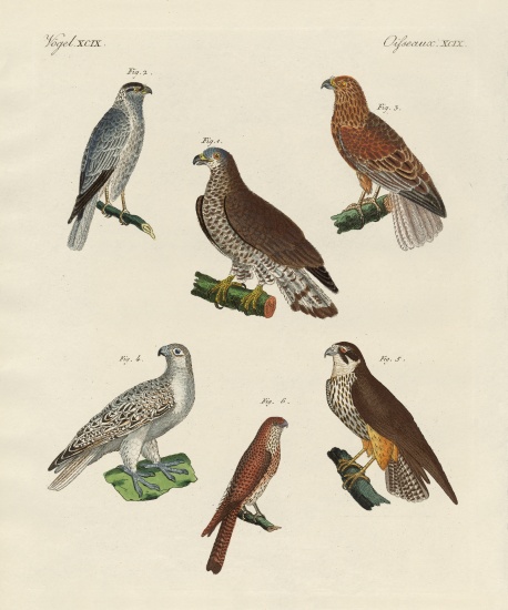 Excellent hawks of Germany de German School, (19th century)