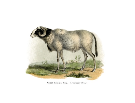 Fezzan-Sheep de German School, (19th century)