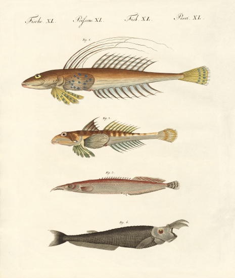 Fish with a strange form de German School, (19th century)