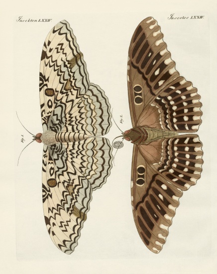 Foreign butterflies de German School, (19th century)