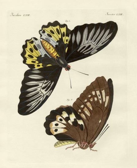 Foreign butterflies of a phenomenal size de German School, (19th century)