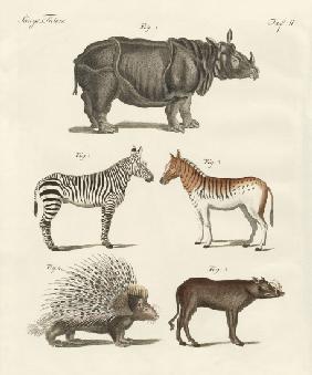 Four-footed animals