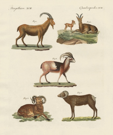 Four-footed animals de German School, (19th century)