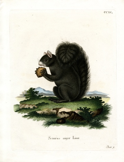 Fox Squirrel de German School, (19th century)