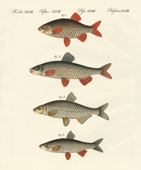 German river fish de German School, (19th century)