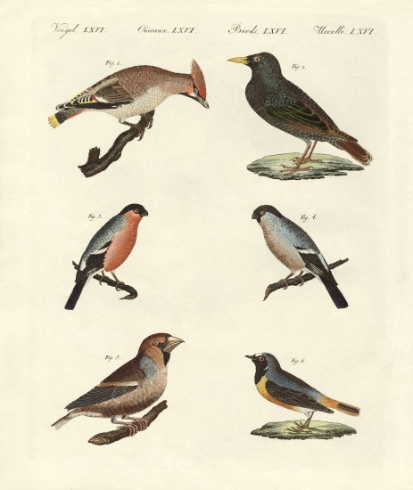German singing birds de German School, (19th century)