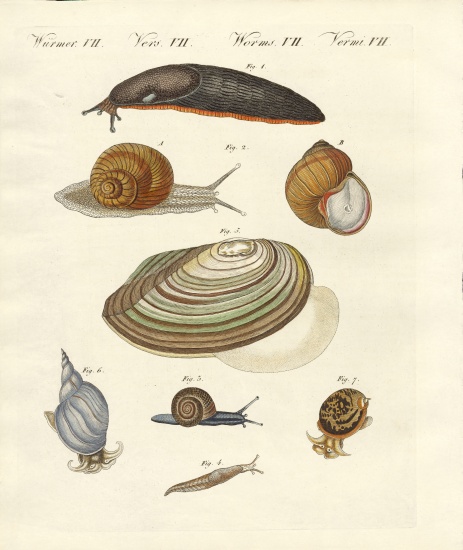 German snails de German School, (19th century)