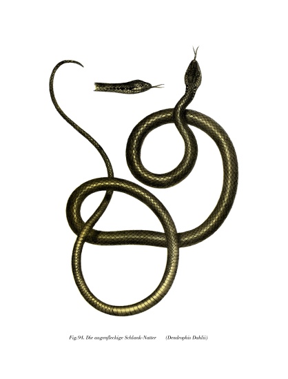 Ghamcheh Snake de German School, (19th century)