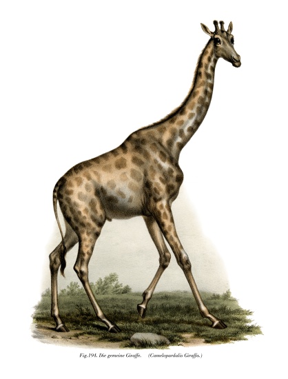 Giraffe de German School, (19th century)