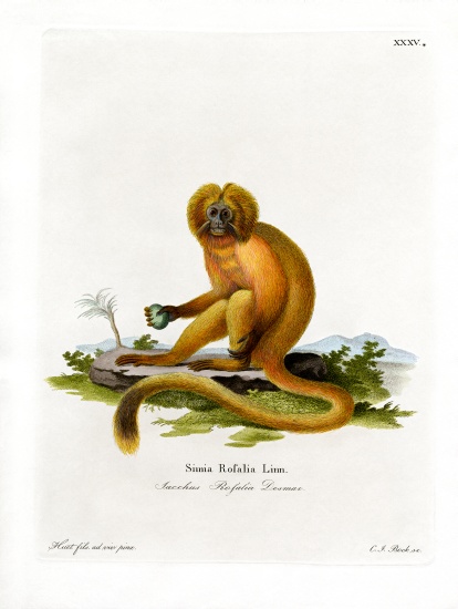 Golden Lion Tamarin de German School, (19th century)