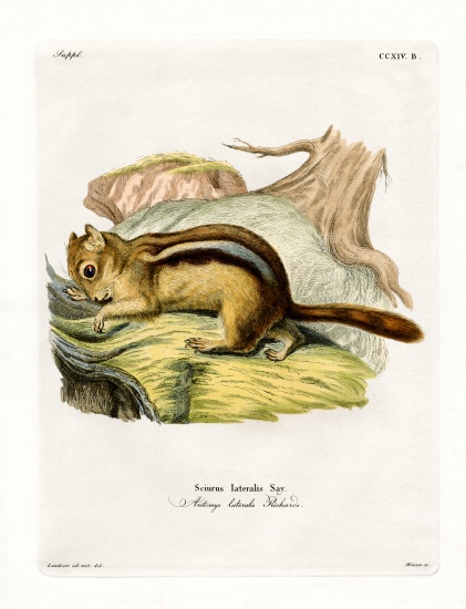 Golden-mantled Ground Squirrel de German School, (19th century)