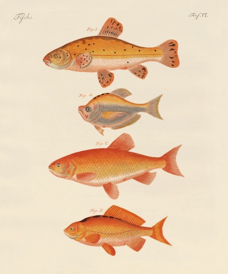 Goldfish de German School, (19th century)