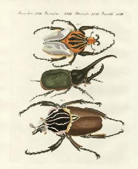 Great and rare foreign beetles