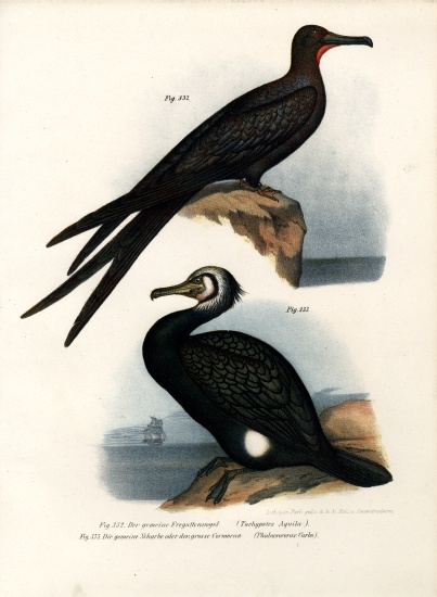 Great Frigate Bird de German School, (19th century)