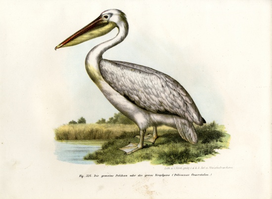 Great White Pelican de German School, (19th century)