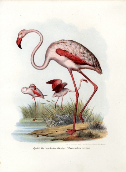Greater Flamingo de German School, (19th century)