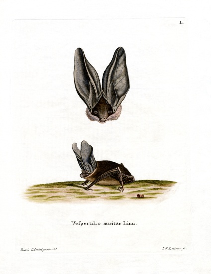 Grey Long-eared Bat de German School, (19th century)